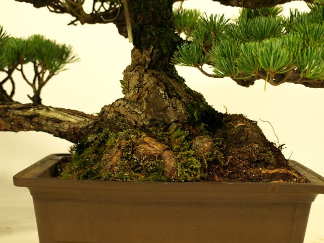 五葉松盆栽 模様木 根元拡大