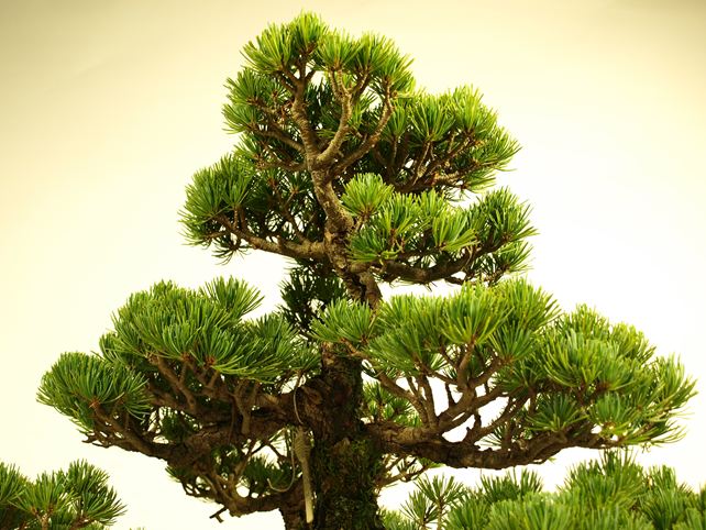 五葉松盆栽 模様木 枝周り