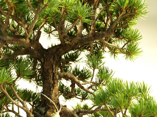 五葉松盆栽 模様木 枝周り