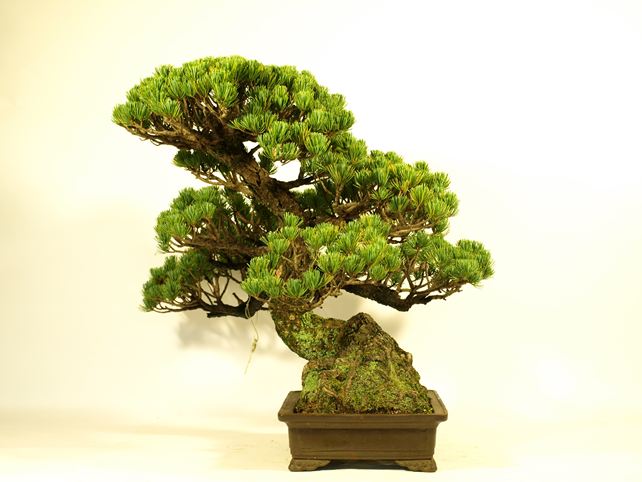 五葉松盆栽 模様木 右面