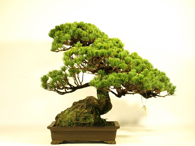 五葉松盆栽 模様木 背面