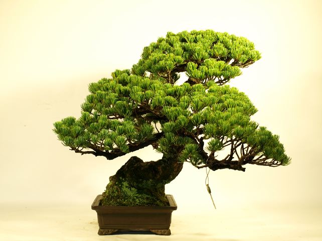 五葉松盆栽 模様木 左面