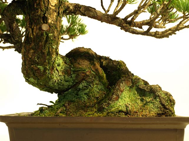 五葉松盆栽 模様木 根元拡大