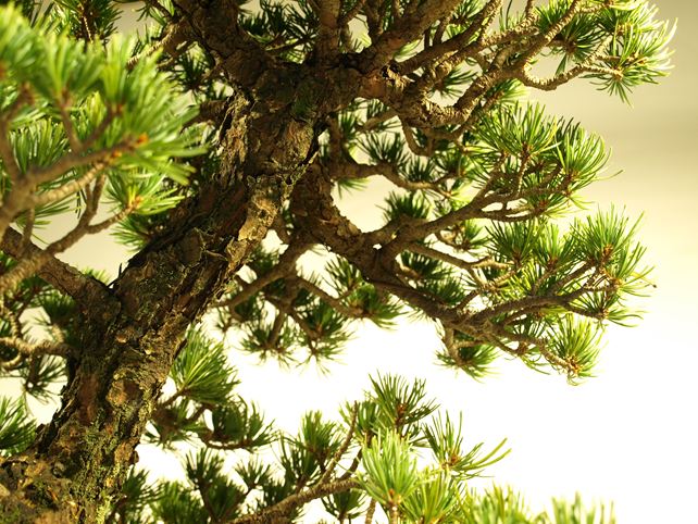 五葉松盆栽 模様木 枝周り