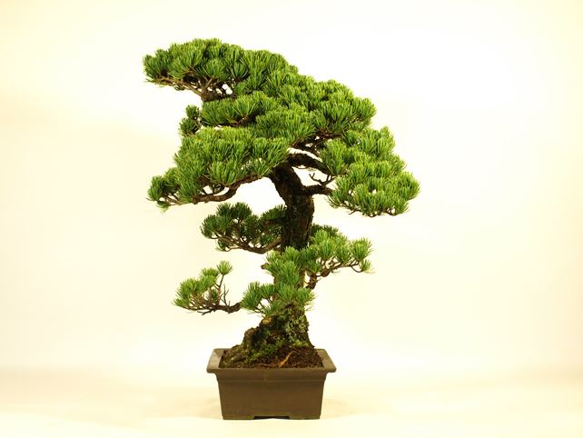 五葉松盆栽 模様木 右面