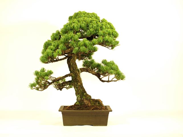 五葉松盆栽 模様木 背面
