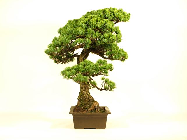 五葉松盆栽 模様木 左面