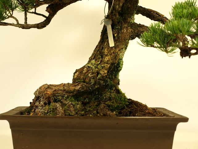 五葉松盆栽 模様木 根元拡大