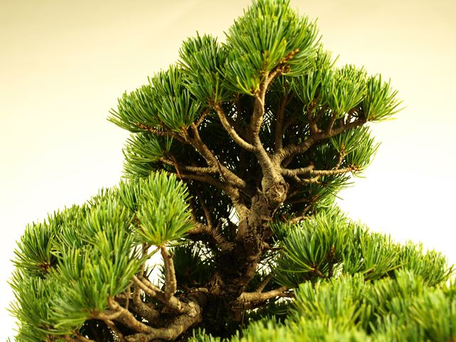 五葉松盆栽 模様木 枝周り