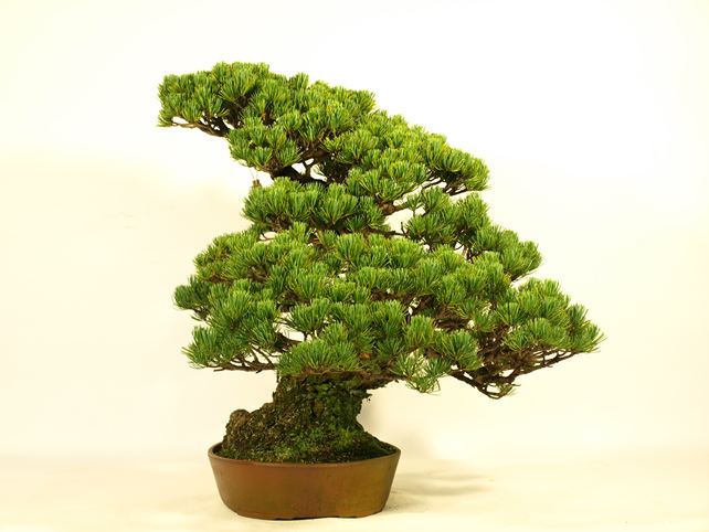 五葉松盆栽 模様木 右面