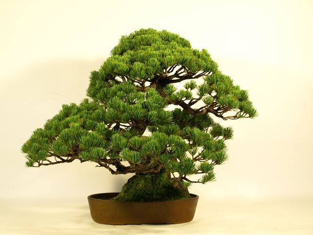 五葉松盆栽 模様木 背面