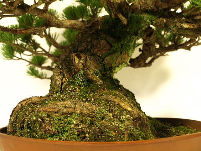 五葉松盆栽 模様木 根元拡大