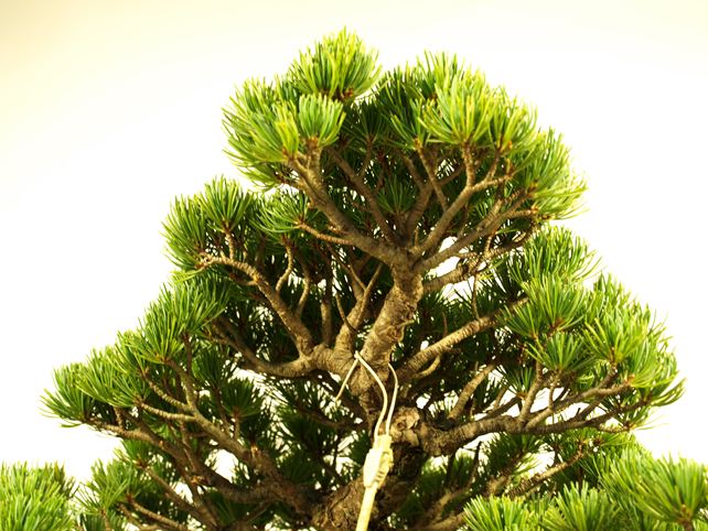 五葉松盆栽 模様木 枝周り