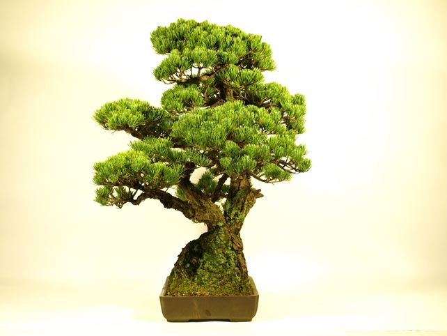 五葉松盆栽 その他 右面