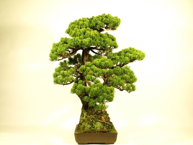 五葉松盆栽 その他 左面