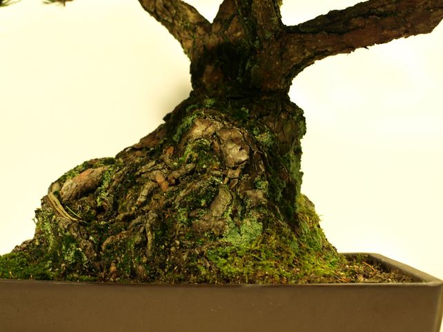 五葉松盆栽 その他 根元拡大