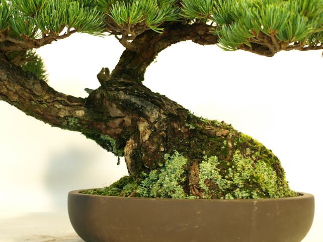 五葉松盆栽 懸崖 根元拡大