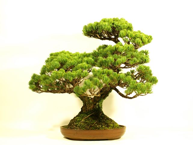 五葉松盆栽 双幹 背面