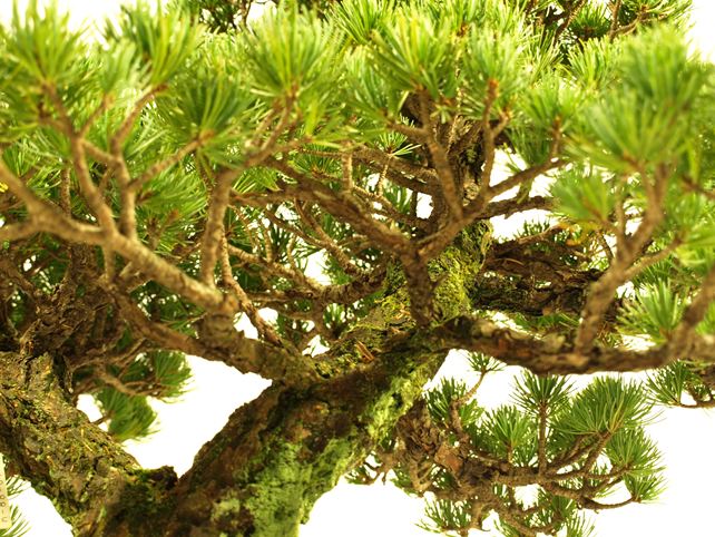 五葉松盆栽 双幹 枝周り