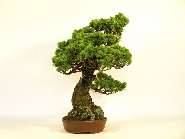 五葉松盆栽 模様木 左面