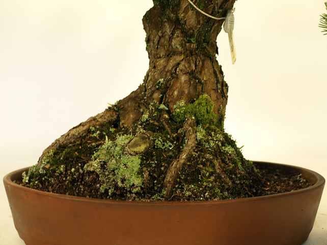 五葉松盆栽 模様木 根元拡大