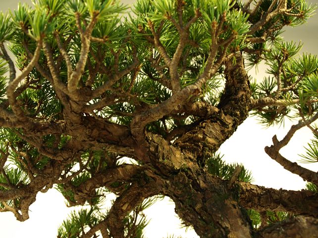 五葉松盆栽 模様木 枝周り