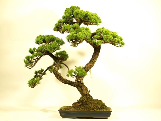 五葉松盆栽 双幹 背面