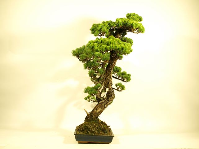 五葉松盆栽 双幹 左面