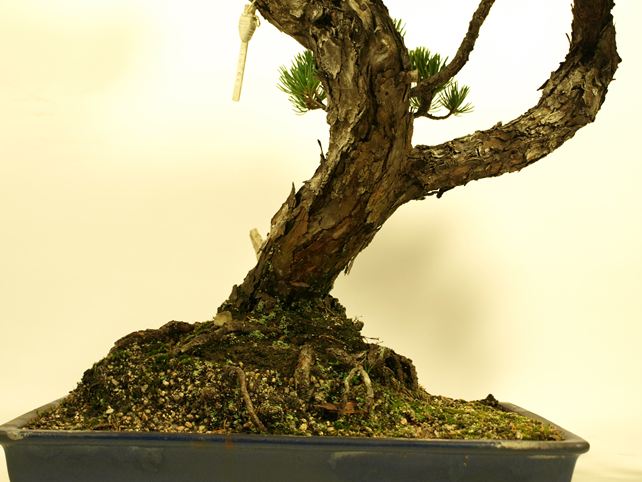 五葉松盆栽 双幹 根元拡大