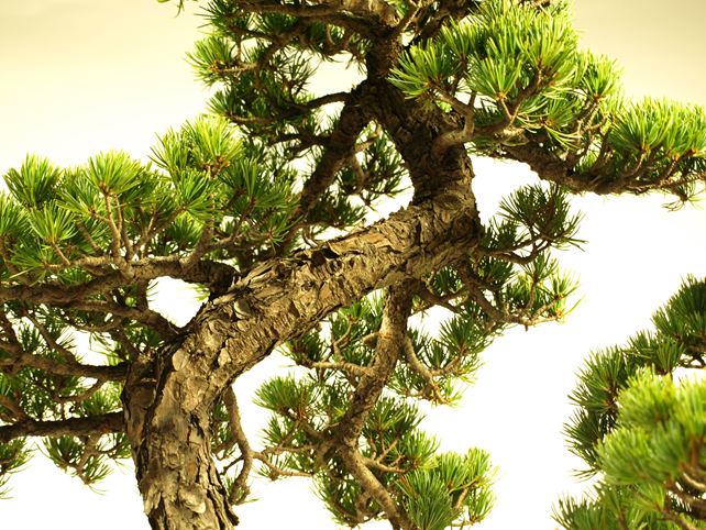 五葉松盆栽 双幹 枝周り