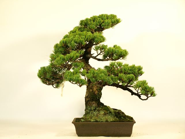 五葉松盆栽 模様木 背面