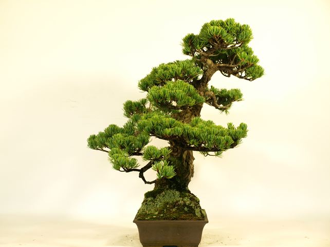 五葉松盆栽 模様木 左面