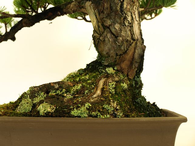 五葉松盆栽 模様木 根元拡大