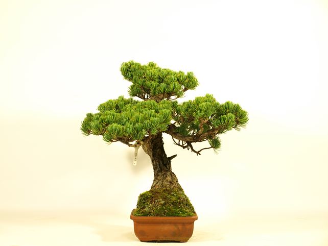 五葉松盆栽 斜幹 右面