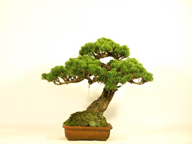 五葉松盆栽 斜幹 背面