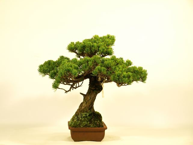 五葉松盆栽 斜幹 左面