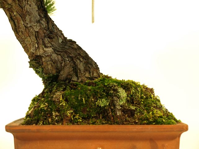 五葉松盆栽 斜幹 根元拡大