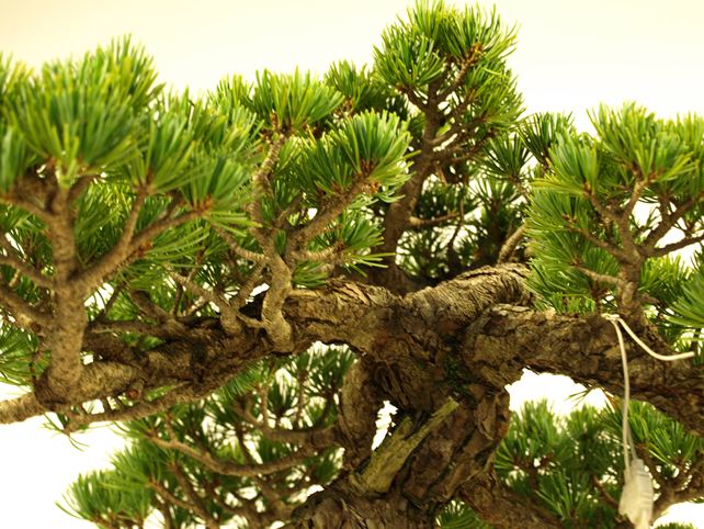 五葉松盆栽 斜幹 枝周り