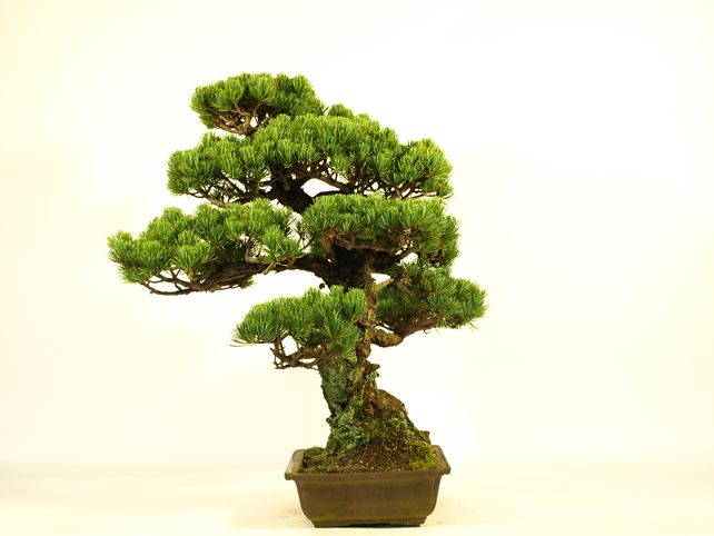 五葉松盆栽 模様木 右面