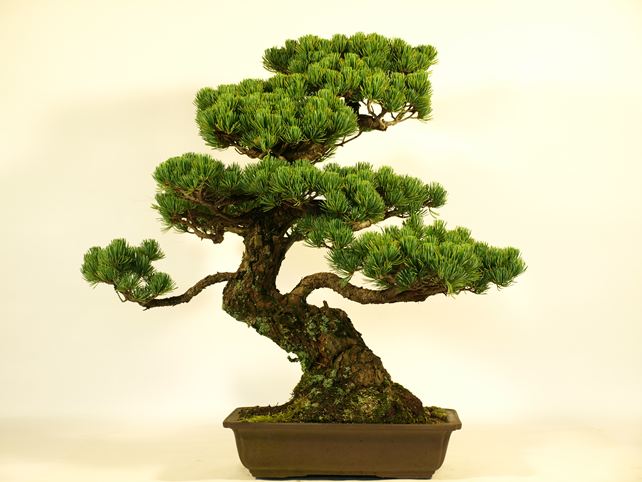 五葉松盆栽 模様木 背面