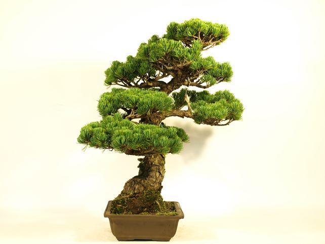 五葉松盆栽 模様木 左面