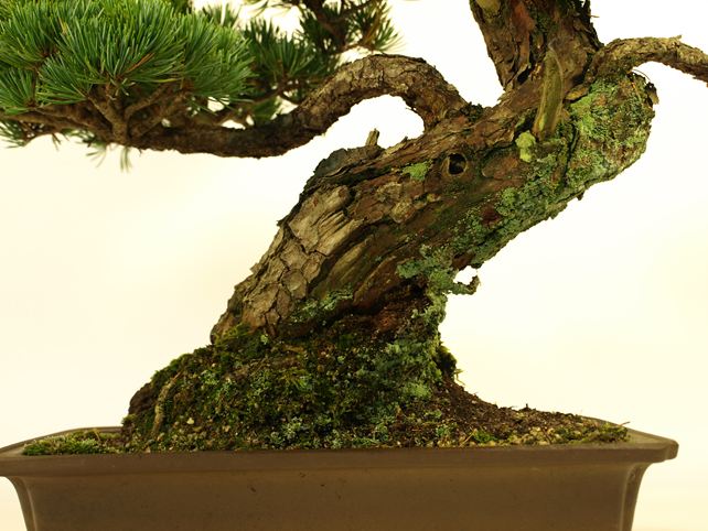 五葉松盆栽 模様木 根元拡大