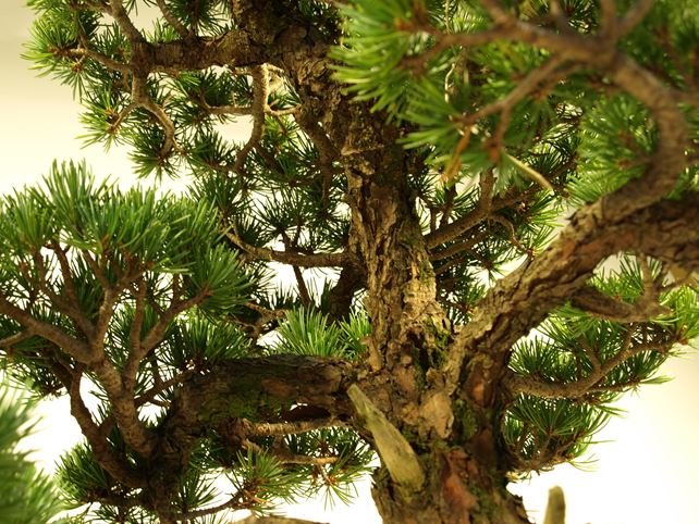 五葉松盆栽 模様木 枝周り