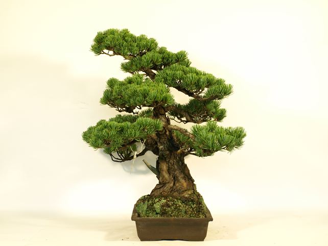 五葉松盆栽 模様木 右面