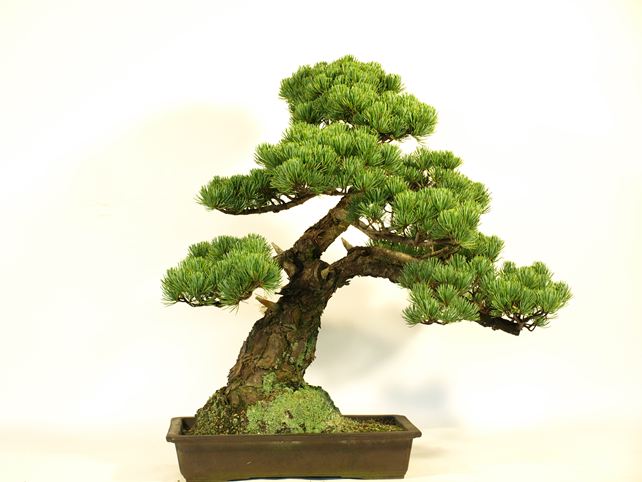 五葉松盆栽 模様木 背面