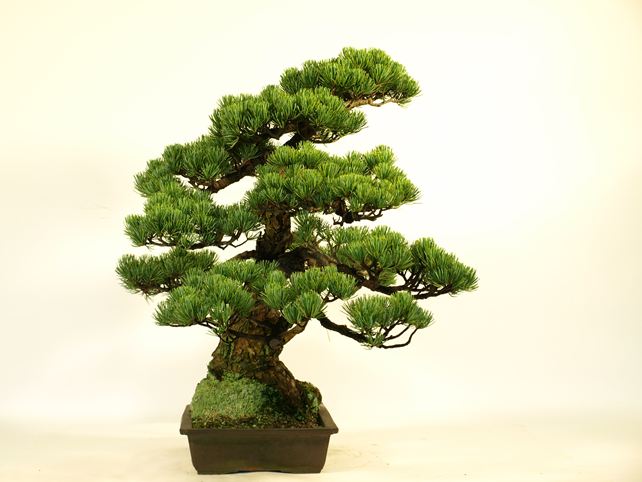 五葉松盆栽 模様木 左面