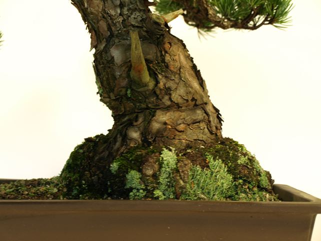 五葉松盆栽 模様木 根元拡大