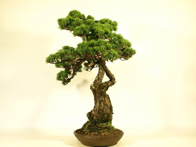 五葉松盆栽 双幹 右面