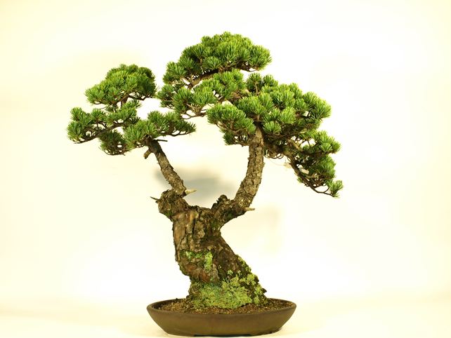 五葉松盆栽 双幹 背面