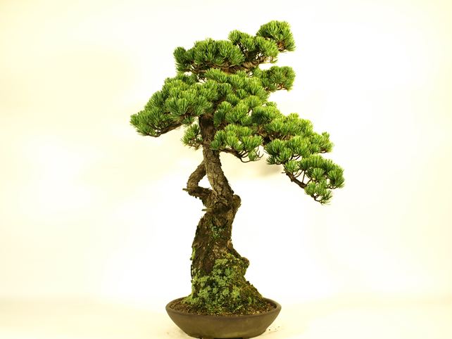 五葉松盆栽 双幹 左面